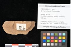 Foto (Objekt + Etikett) von Quercus palaeoilex Ettingshausen (NHMW-GEO-2024-0188-0931)